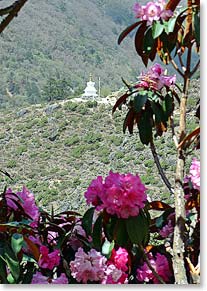 Rhododendrons frame the views on our hike to Thame