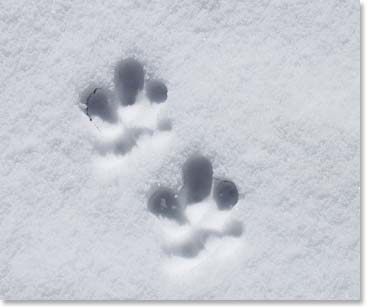 It might be a snow leopard, or is Mingma just playing with the team? Oh, Mingma!