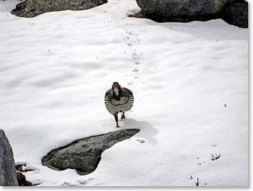 Nepalese pheasant on a mission.