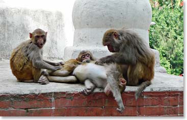 Monkeys just being monkeys