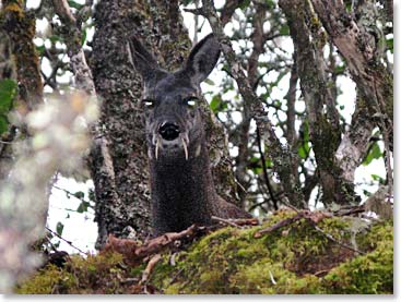 Musk deer