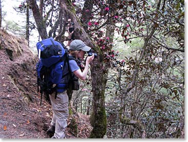 Marta goes off the trail to get a good shot of the musk deer.