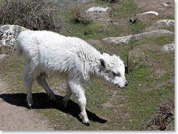 A baby yak