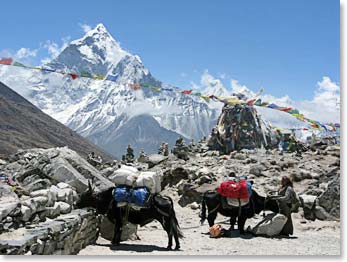 Our yaks taking a break