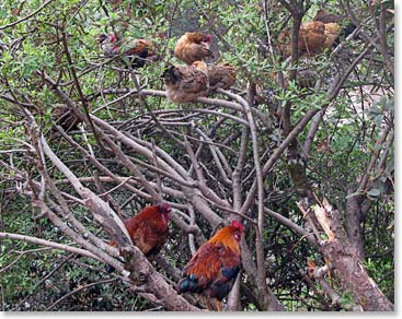 Chicken conference.