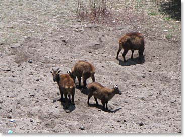 Some mountain goats approaching the potato fields in Pangboche. Watch out!