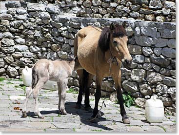 Ang Temba's horse gave birth on summit day, so we called her Summit.