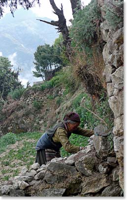 Sherpa lady does some extreme gardening in Namche.