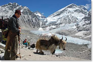 Wes enjoys a classic Khumbu Glacier view, a yak with Base Camp behind.