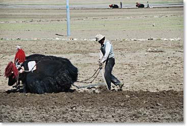 Ploughing, Tibetan-style in Shigatse