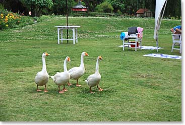 Ducks at the Yak and Yeti in Kathmandu