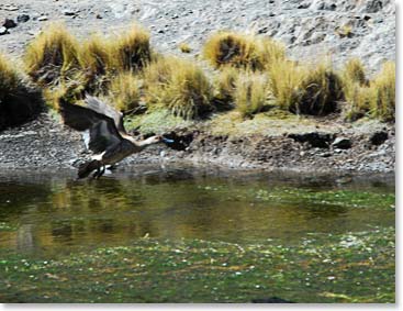 More wildlife in Condoriri