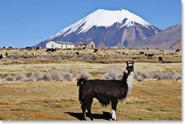 Village of Sajama