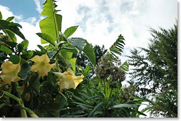 Some of the luscious vegetation that is all around us here.