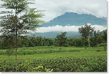 Heading into the lush rainforest that surrounds Kilimanjaro.