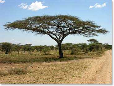 A typical landscape in Tarangire National Park.