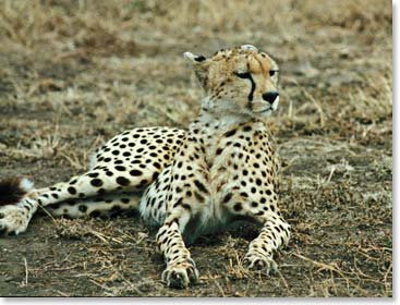 A cheetah rests up.