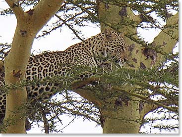 A leopard relaxing in the shade of a tree