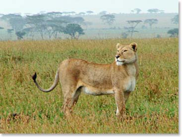 A lion scanning the horizon