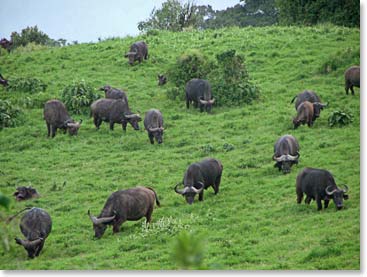 A herd of water buffalo grazing in the green grass