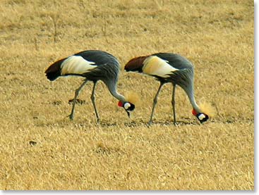 A pair of Crowned Cranes forages for food.