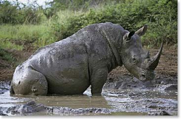 A rhino enjoys the cool water