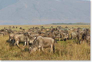 Herd of wildebeest inside the Ngorongoro Crater