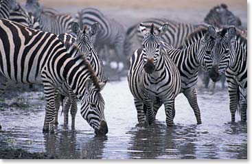 Zebras filling up on fresh water
