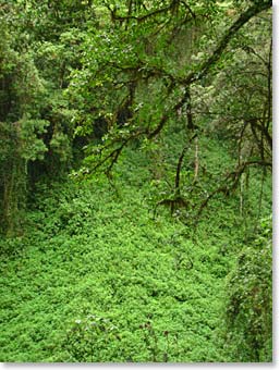 Lush vegetation at the base of Mount Kilimanjaro