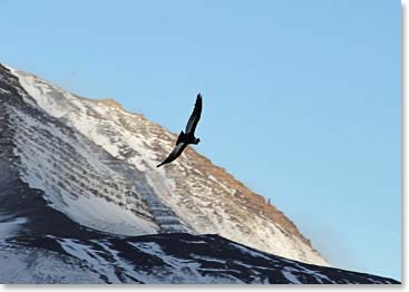 A Caracara eagle