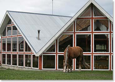 Beautiful horses graze around the  hotel. 