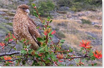 The Chimango Caracara