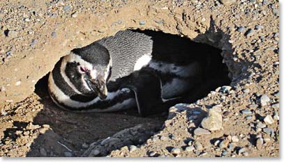 A penguin guarding its nest