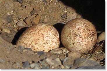 Unguarded eggs are a sign that the parents have probably died.