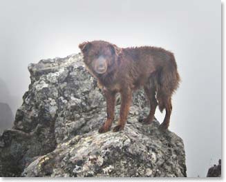 Our new team member, a climbing dog