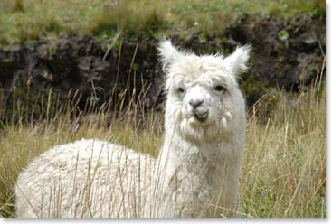 A llama that welcomed us to the lodge