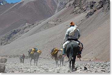Working hard and carrying our gear, the mules lead the way up the dusty path.