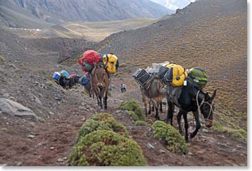 Can’t be grateful enough for these hard-working mules