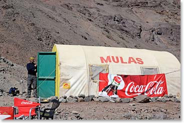 We expected to see mules, but Coca Cola?