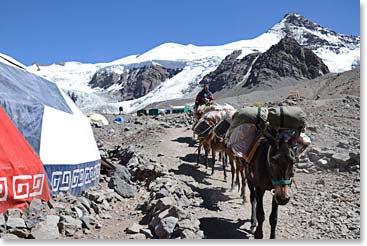 Mules arriving at base camp as we leave for Plaza Canada, there are no mules allowed where we are going.