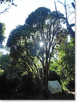 Big Tree Camp