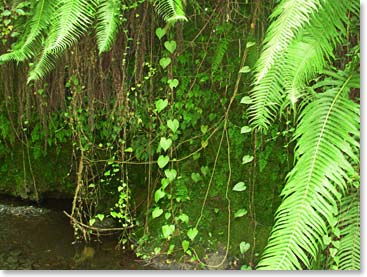 The vegitation you walk through on Mt. Meru