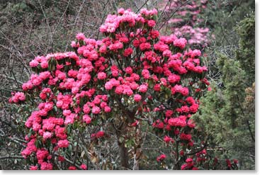 The Rhododendrons along the trail were spectacular.