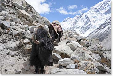 We pass yaks constantly along the trail.