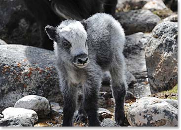 It is calving season for the yaks and we spent much of our time over the last few days adoring the tiny babies.