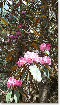 Beautiful rhododendrons in bloom