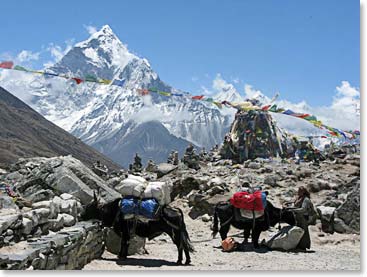 Yaks take a break at the Sherpa memorial cairns.