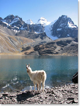 A lone llama poses for the camera.