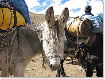 Adorable and helpful, the mules will take most of our gear to base camp for us.