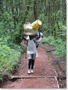 A skilled porter carries his load through the wet forest where our climb began.